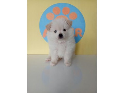 40 günlük pomeranian