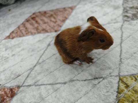Ginepig yavrumuz