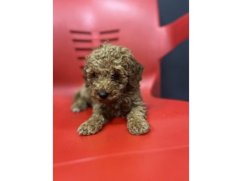 Ömürlük yuva arayan kıvırcık toy poodle kardeşler