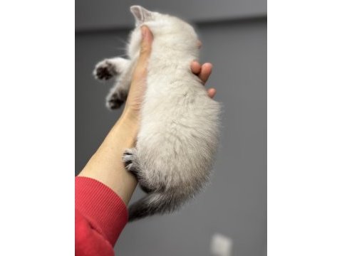 British shorthair silver point yavrum