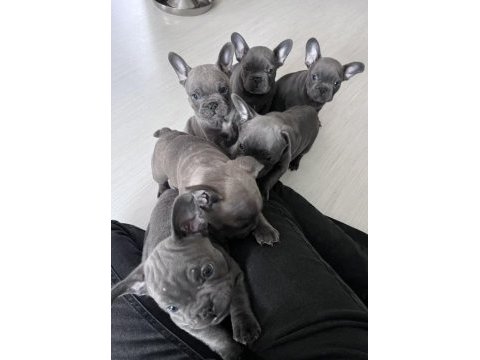 Muhteşem fransız bulldog yavruları