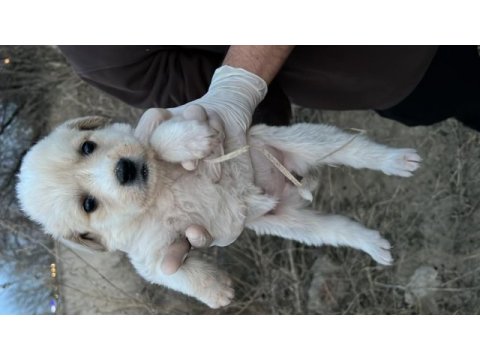 Yavru köpeğimizi ücretsiz sahiplendirme