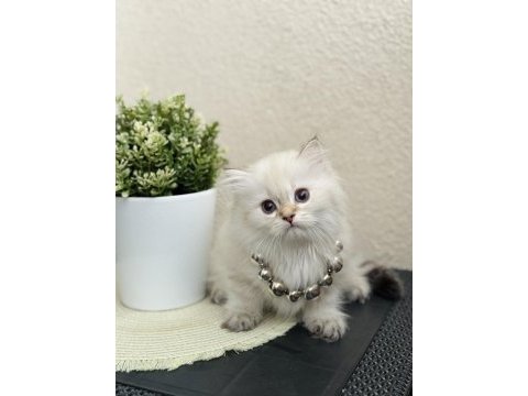 British longhair silver point yavrular