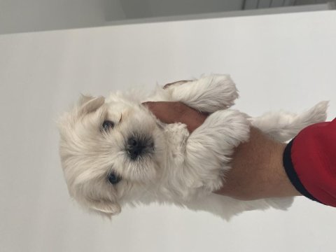 En mini boy birbirinden güzel maltese bebeklerimiz