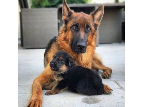 German sheppard puppies