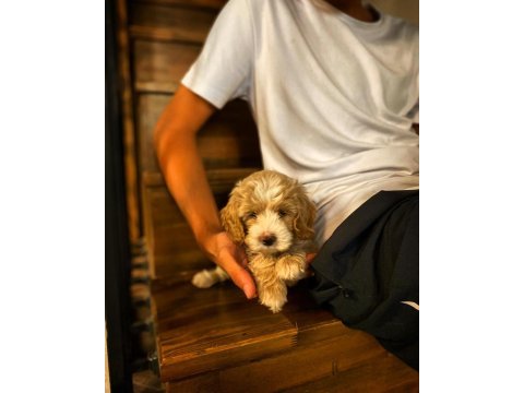 2 aylık bir dişi karma aşıları yapıldı tüm eşyalar maltipoo