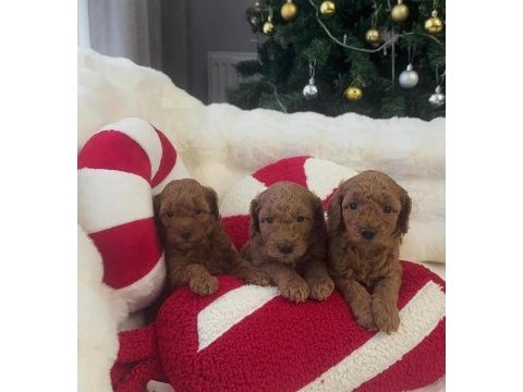 45 günlük poodle kahverengi bebekler