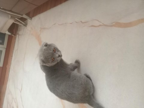 Şirin scottish fold kızına sıcak yuva