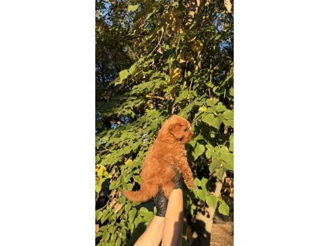 Red brown maltıpoo yavrumuz yeni yuvasına hazıd