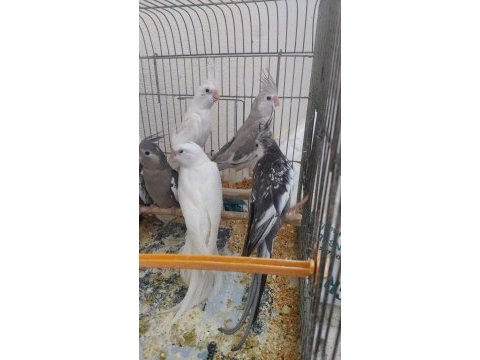 6 aylık sultan papağanlar