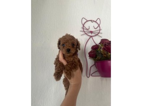 Safkan ve ırk garantili poodle yavrularımız