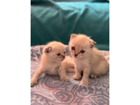 2 aylık scottish fold yavrular