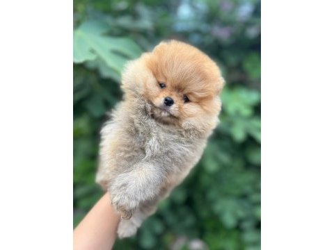 Satılık 2 tane safkan erkek yavru pomeranian
