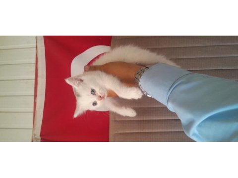 British shorthair yavruları beyaz