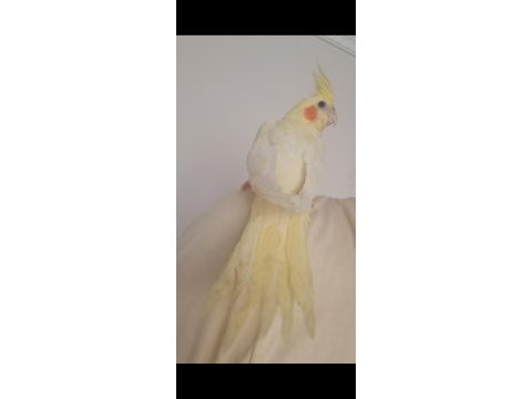 Full evcil ısırmaz sultan papağanı yavrusu