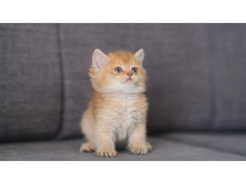 Orijinal safkan british shorthair dişi