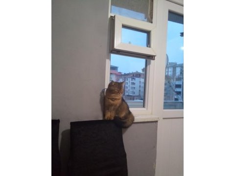 4 aylık british shorthair