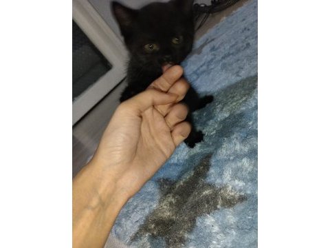 Siyah british kedisi