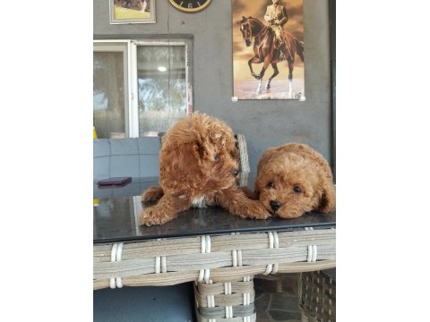 Standart poodle efsane bebekler