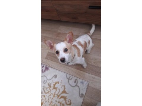 Jack russell köpeğim