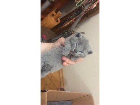 Eğitimli 2.5 aylık yavrular scottish fold