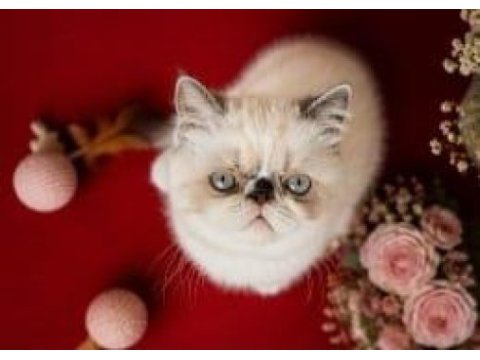 Safkan exotic shorthair bebekler yuvalarını arıyor