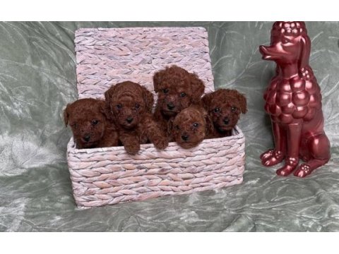 Eğitimli sosyal toy poodle yavrular