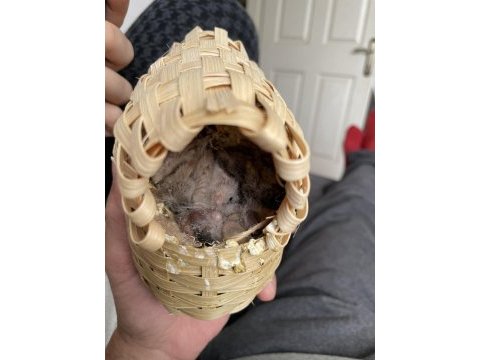 Hint bülbülü zebra ispinoz finch