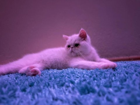 Exotic shorthair sağlıklı erkek yavrumuz