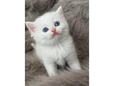Şecereli babanın kaliteli british longhair yavruları