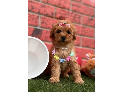 Sevimli toy poodle yavrularımız