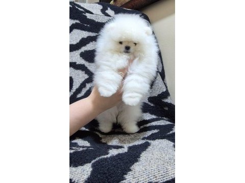 Üst kalite kar beyaz pomeranian boo erkek