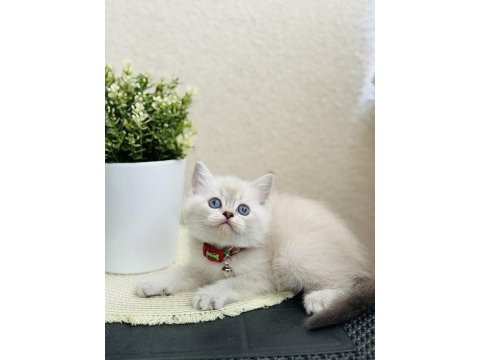 British shorthair lynx point yavrular