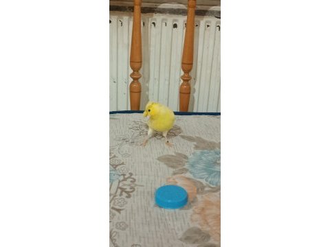 Kanarya erkek dişi