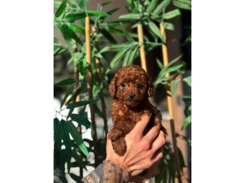 Korean poodle yavrularımız