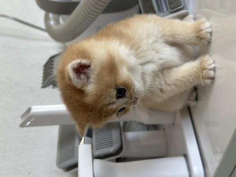 Orjinalşecereli ny12 british shorthair gold yavrum
