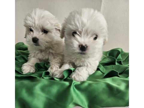 Teacup maltese köpekler