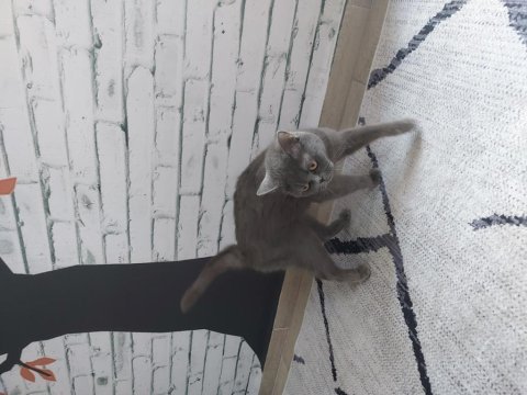 British shorthair uysal kedimiz