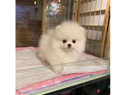 Orjinal teacüp pomeranian 