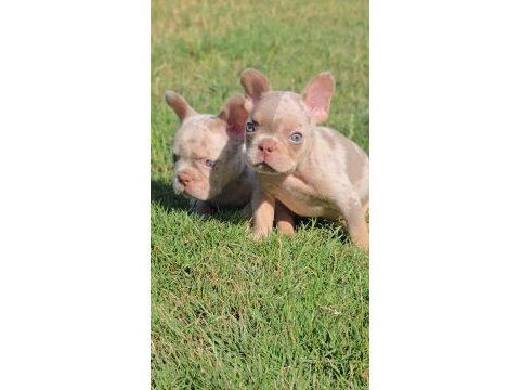 Renkli gözlü ırk garantili french bulldog yavrularım