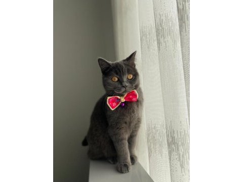3 adet british shorthair kızlarımız yeni yuvalarını arıyor