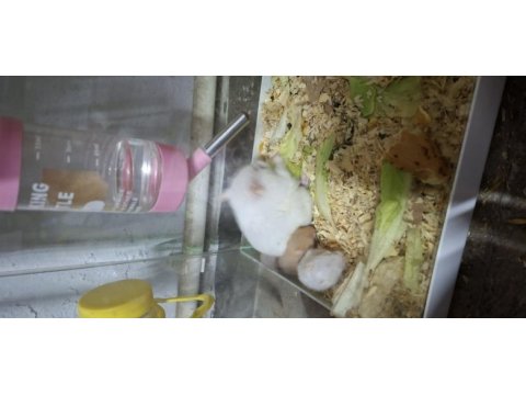 Yavru suriye hamsterları