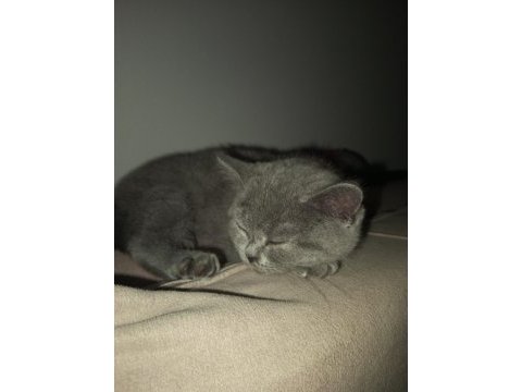 3 aylık dişi british shorthair