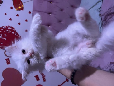 Sahiplendirilecek chinchilla kedimiz
