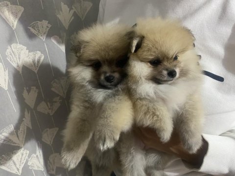 Pomeranian boo yavrularımız teslime hazır
