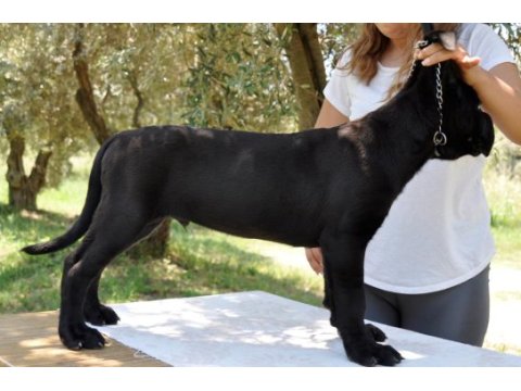 Şecere belgeli ırk ve sağlık garantili cane corso yavrular