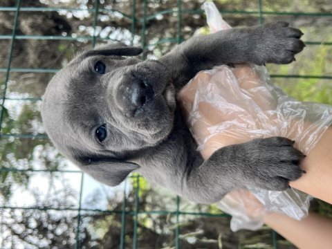 Üst kalite ırk garantili cane corso yavrular