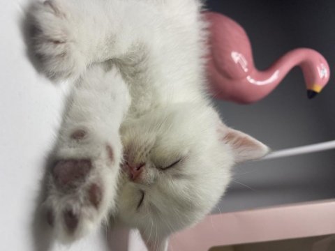 British shorthair dişi yavru