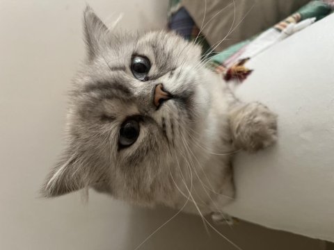 British longhair kedimiz