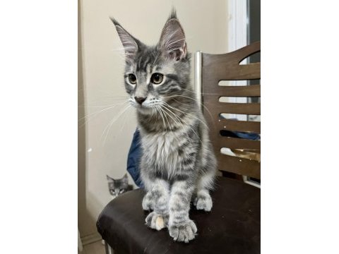 Geleceğin dev güzeli safkan maine coon dişi